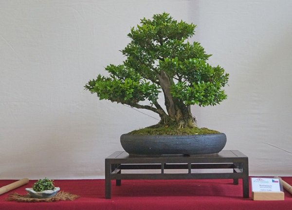 Buxus sempervirens, Vladimir Dosek