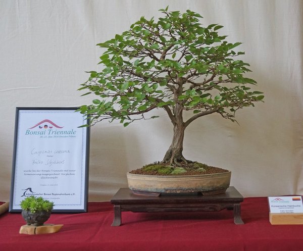 Carpinus coreana, Falko Schubert, Nominierung