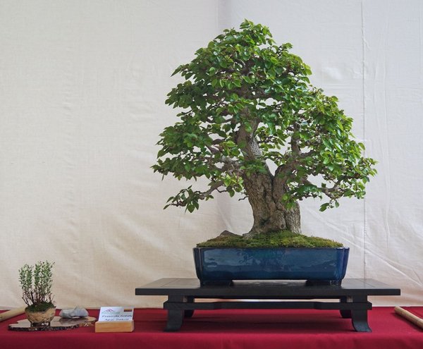 Carpinus coreana, Marcel Drechsler