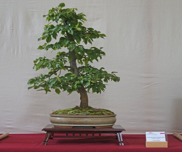 Carpinus coreana, Pawel Kowalik