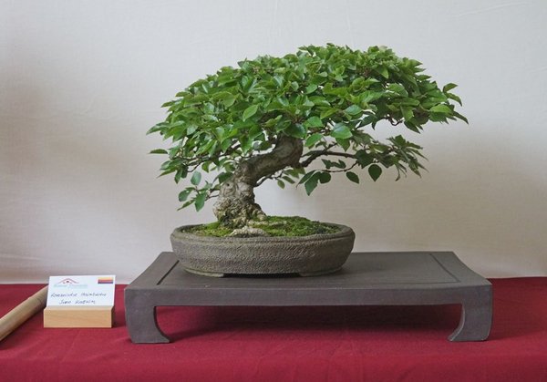 Carpinus coreana, Sven Kattein