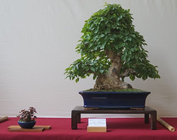 Carpinus coreana, Yuan Wang - Botanischer Garten Shanghai