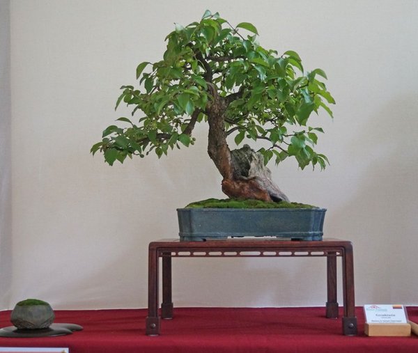Cornus mas, Baraba &amp; Herbert Obermayer