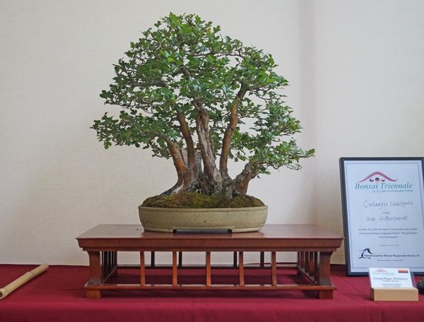 Crataegus laevigata, Uwe Krötenheerdt, Nominierung