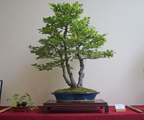 Fagus sylvatica, Marek Gajda