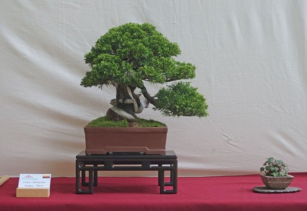 Juniperus chinensis 'Itoigawa', Friedmar Triebler