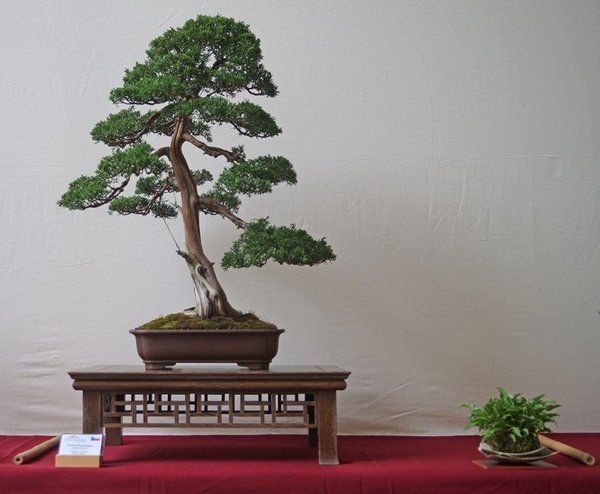 Juniperus chinensis, Antonin Ondras