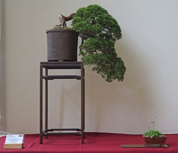 Juniperus chinensis, Bettina Hinke