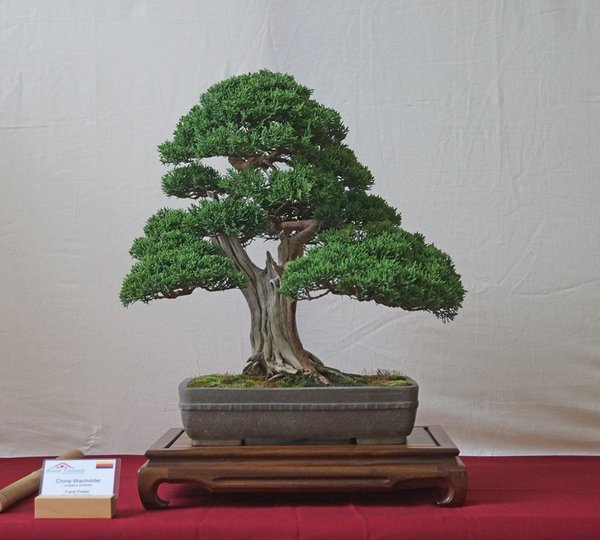 Juniperus chinensis, Frank Polster