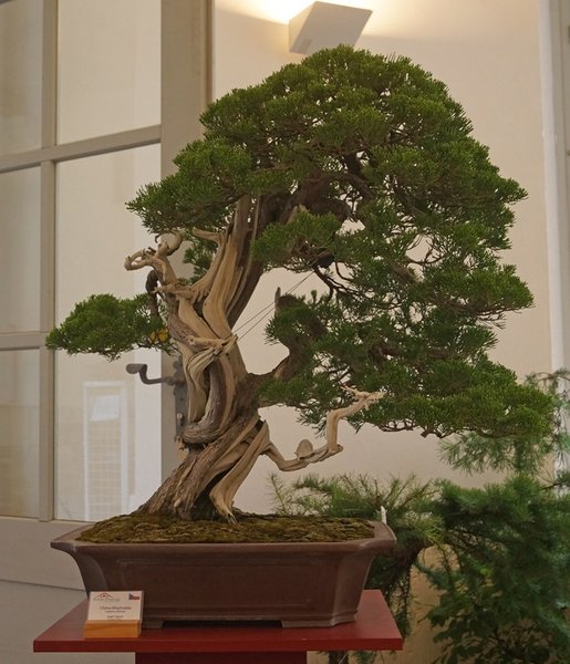 Juniperus chinensis, Josef Valuch