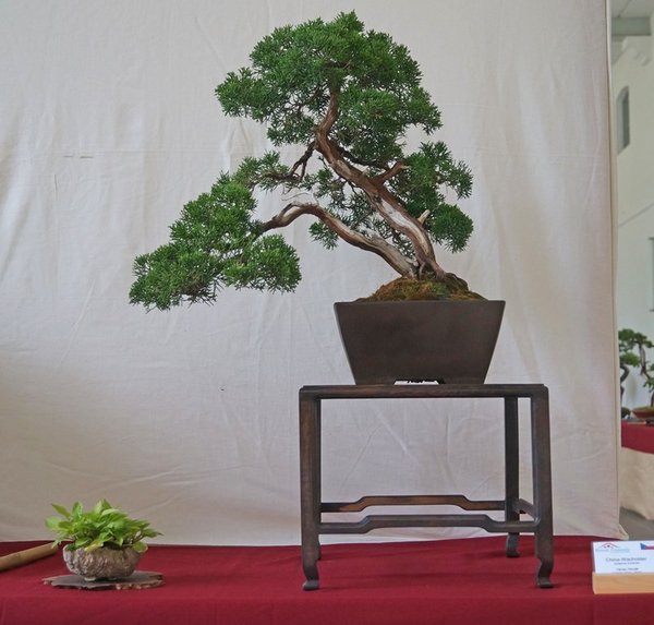 Juniperus chinensis, Václav Novák