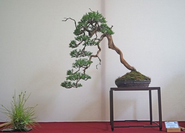 Juniperus sabina, Milan Karpisek