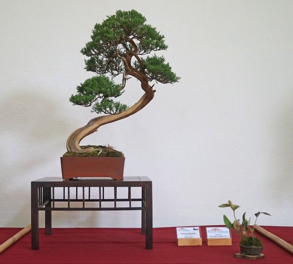 Juniperus sabina, Milan Karpisek, Triennale-Award 2011