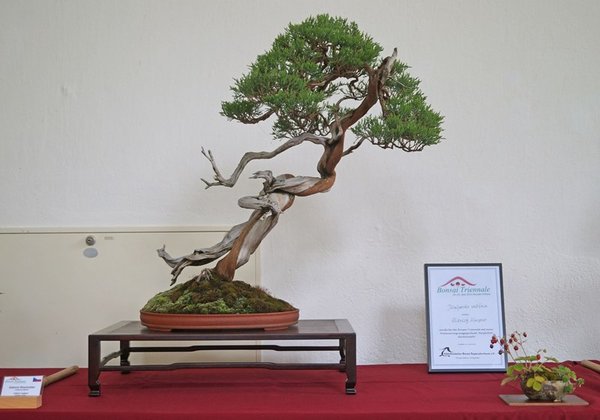 Juniperus sabina, Oldrich Kaspar, Nominierung