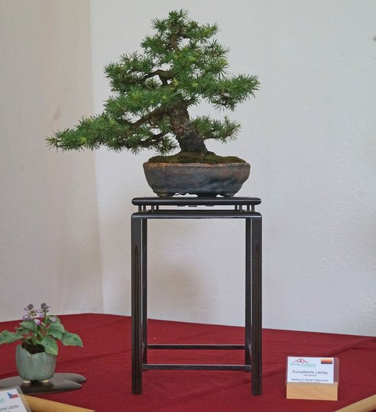 Larix decidua, Barbara &amp; Herbert Obermayer
