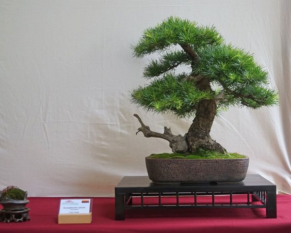 Larix decidua, Frank Polster