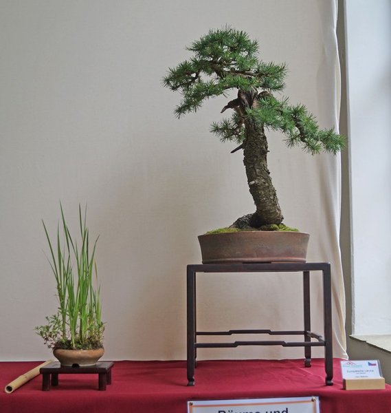Larix decidua, Libor Slatinka