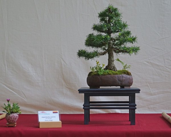 Larix decidua, Reiner Rößger