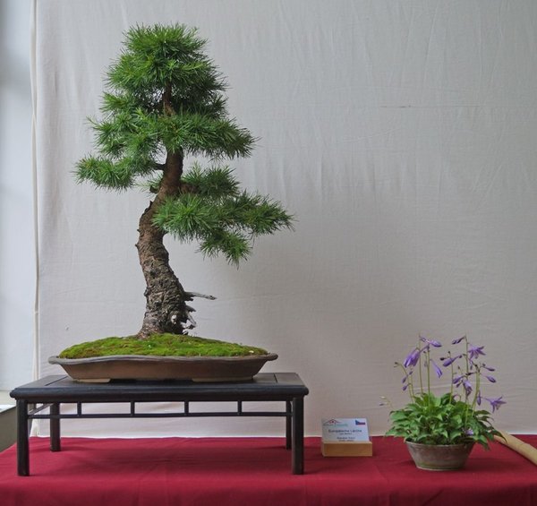 Larix decidua, Stanislav Kalcu