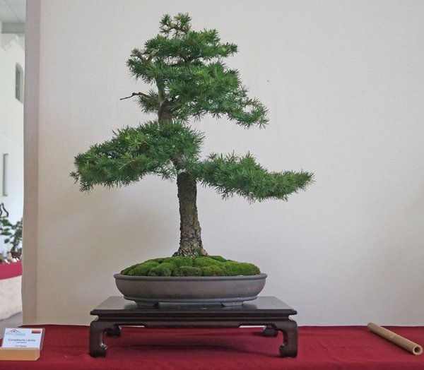 Larix decidua, Toni Wacker