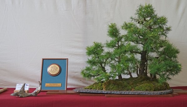 Larix decidua, Vladimira Komurkova, Sonderpreis CBA