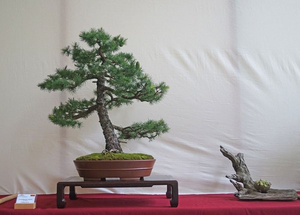 Larix decidua, Wolfgang Hennig