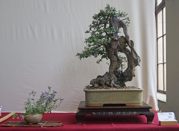 Olea europea, Jan Bucil