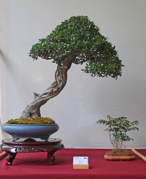 Olea europea, Josef Valuch