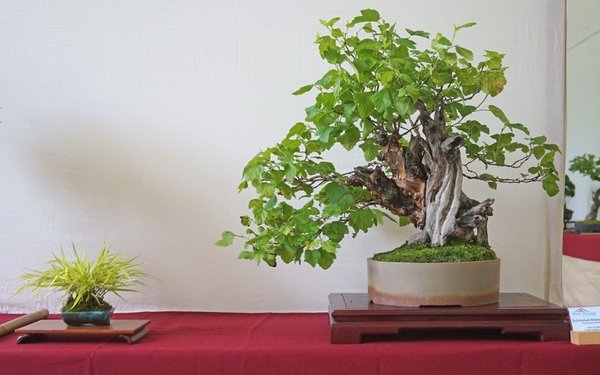 Physocarpus opulifolia, Jirka Novák