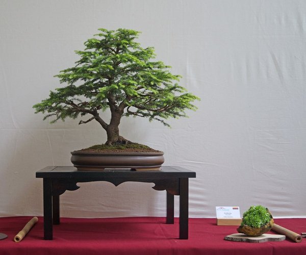 Picea abies, Falko Schubert