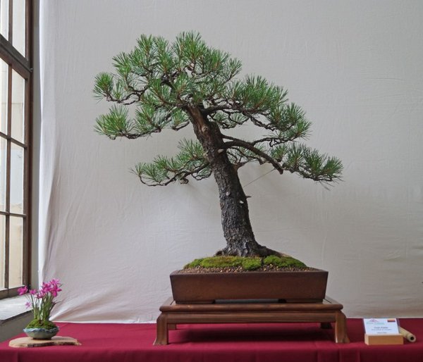 Pinus contorta, René Alber