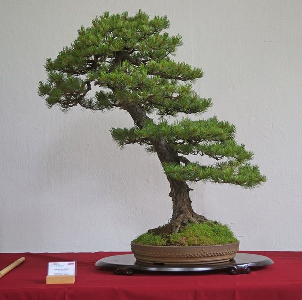 Pinus parviflora, Wlodzimierz Pietraszko
