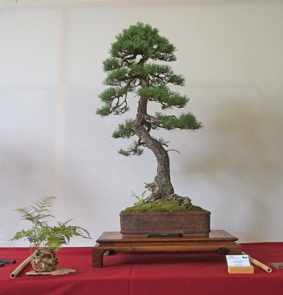 Pinus Sylvestris, Libor Slatinka