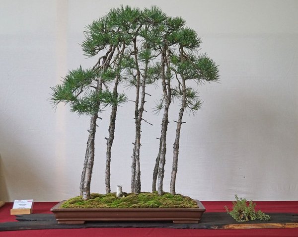 2014-06-21 Pillnitz, Pinus sylvestris, Marek Gajda.JPG