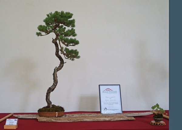 Pinus sylvestris, Milan Karpisek, Nominierung