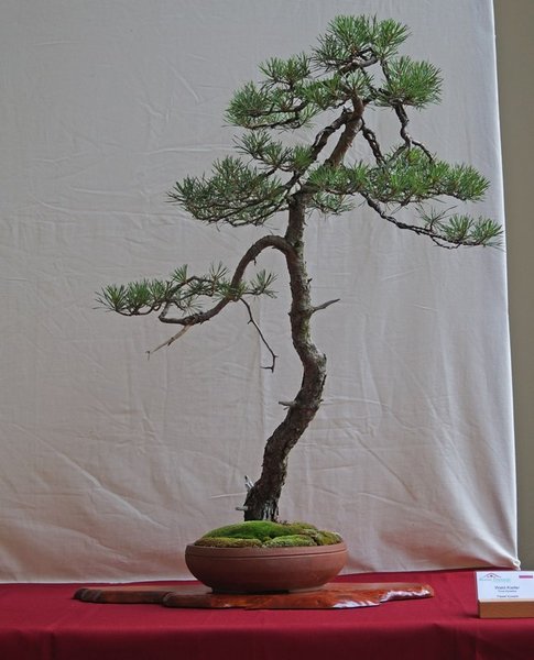 Pinus sylvestris, Pawel Kowalik
