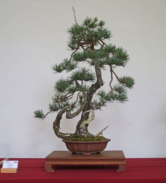 Pinus sylvestris, Rafal Kulesza