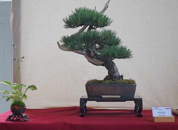 Pinus sylvestris, Rafal Wodzicki