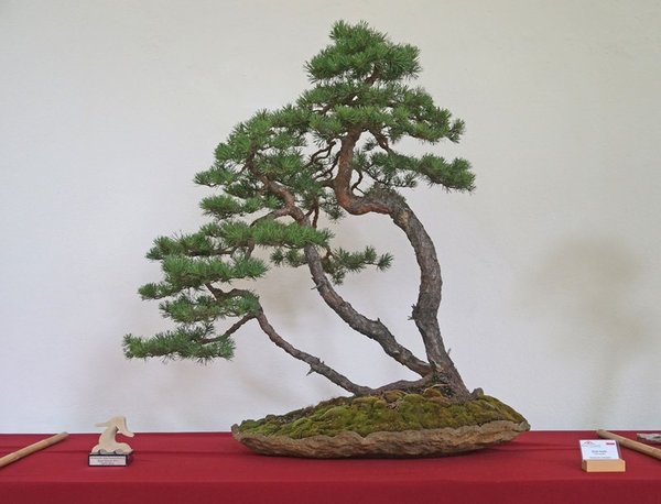 Pinus Sylvestris, Wlodzimierz Pietraszko, Sonderpreis MBR