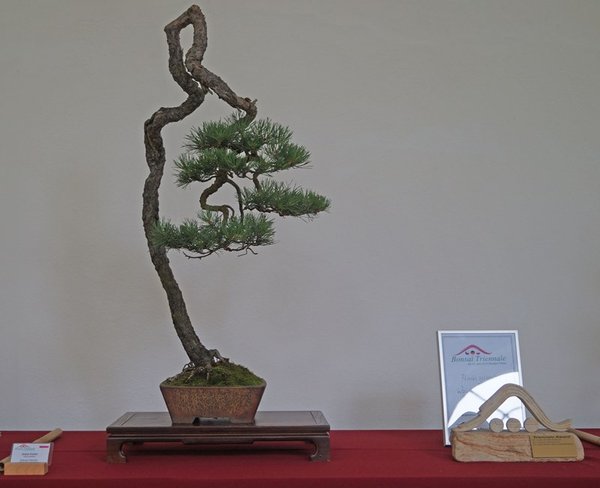 Pinus sylvestris, Wojciech Navotka, Triennale-Award 2014