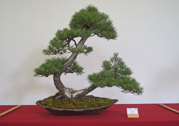 Pinus uluginosa, Wlodzimierz Pietraszko