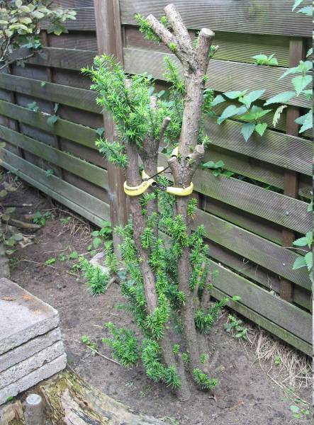 Taxus vom Nachbarn; umsonst. Braucht natürlich noch viele Jahre!