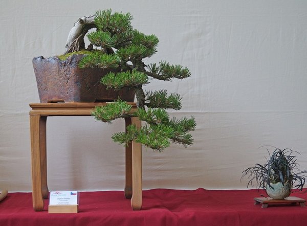Pinus uncinata, Vladimir Dosek