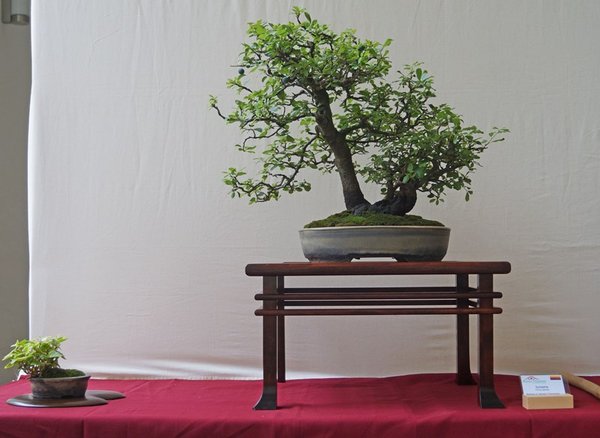 Prunus spinosa, Barbara &amp; Herbert Obermayer