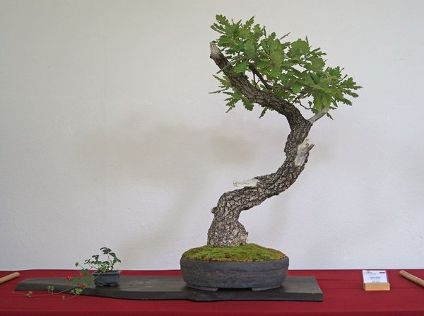 Quercus pubescens, Marek Gajda