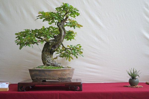 Quercus robur, Manfred Lorenz
