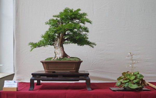 Taxus baccata, Oldrich Kaspar