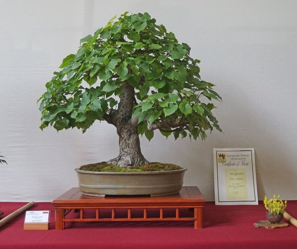 Tilia cordata, Uwe Krötenheerdt. EBA Certificate of Merit