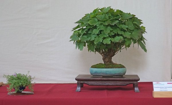 Viburnum Opulus, Rafal Wodzicki