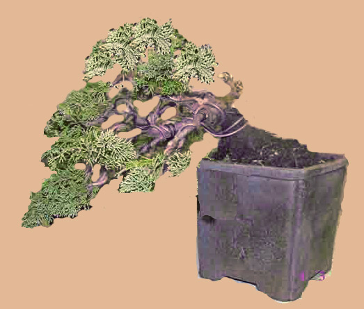 juniperus_sinensis_V.jpg